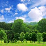 Blog Series: Caring for Trees – A Guide to Healthy and Thriving Green Spaces