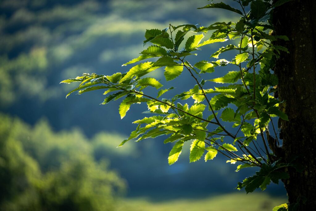 The Importance of Trees in Ecosystems: Guardians of Life on Earth