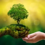 Why Trees Are Essential for Our Planet’s Health: The Ecological Importance of Trees