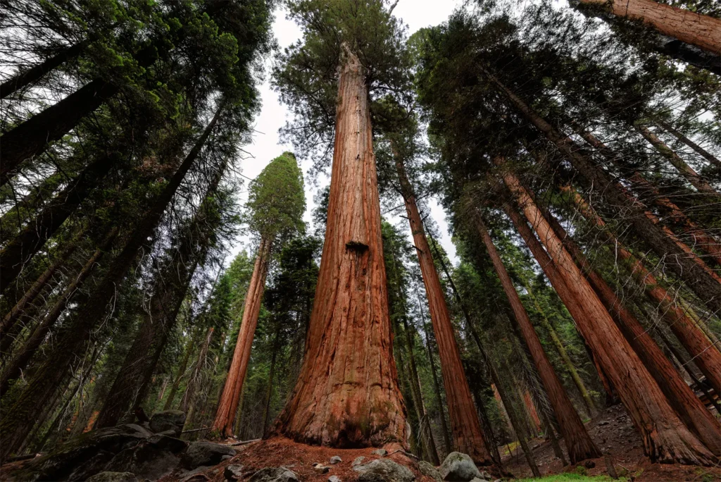 The Role of Trees in Preventing Soil Erosion and Floods